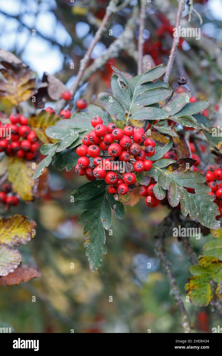 Sorbus hybrida 'Gibbsii' berries in Autumn Stock Photo