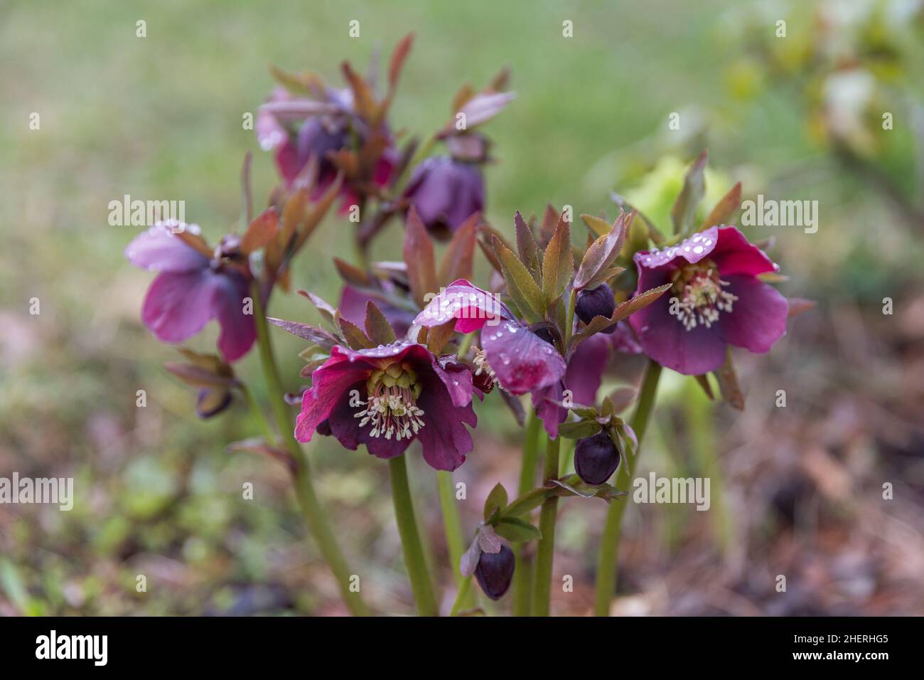 Blooming flowers hellebore in a sunny day, also known as Christmas or Lenten rose. Helleborus Double Ellen Purple. Stock Photo