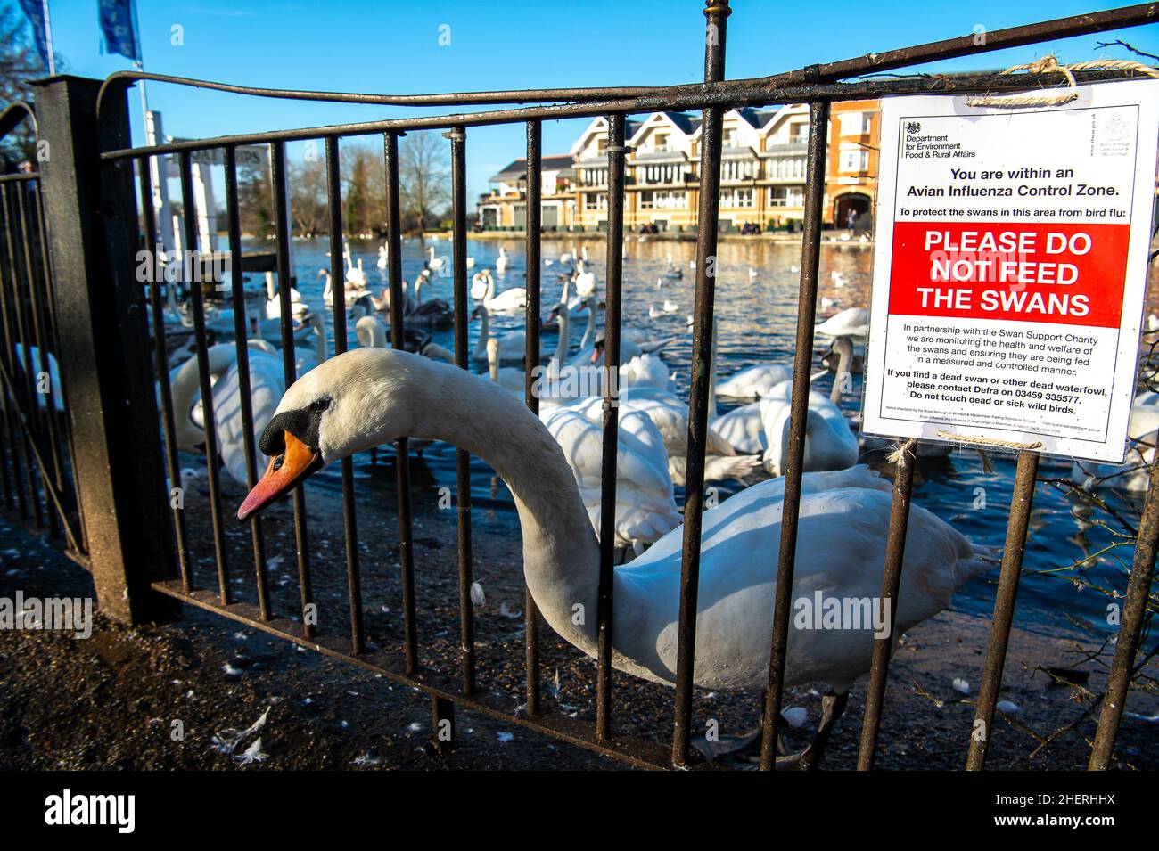 Stop feeding swans hires stock photography and images Alamy
