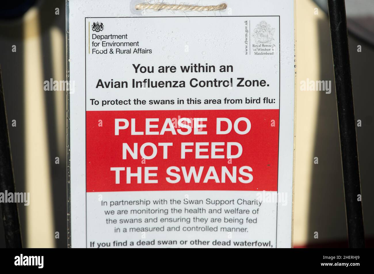 Stop feeding swans hires stock photography and images Alamy