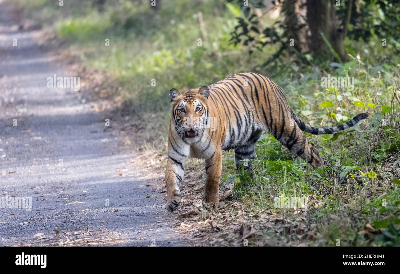 Indian Bengal Tiger (Panthera tigris tigris) in the forest of north
