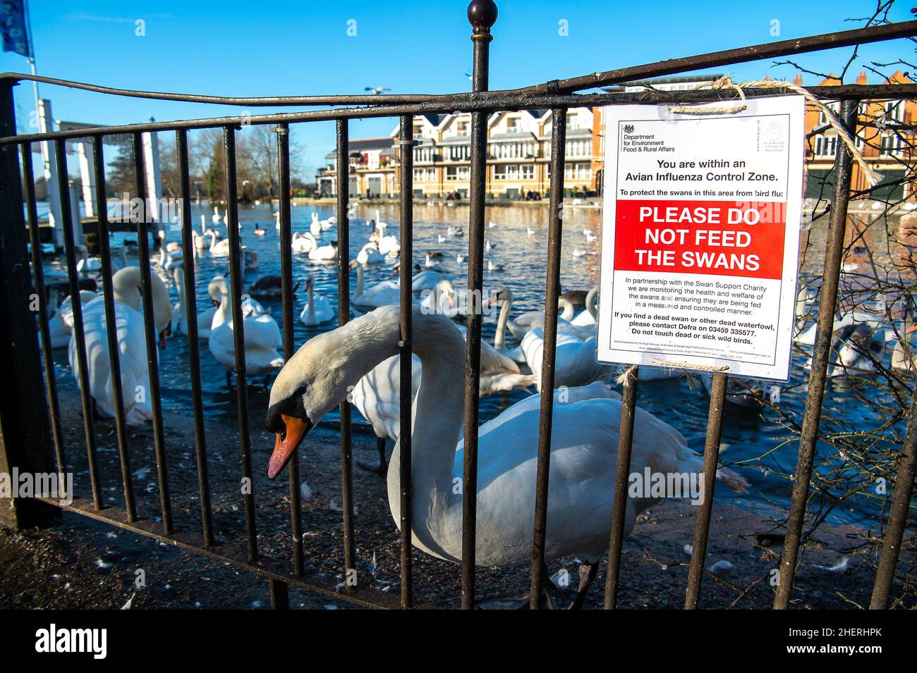 Stop feeding swans hires stock photography and images Alamy