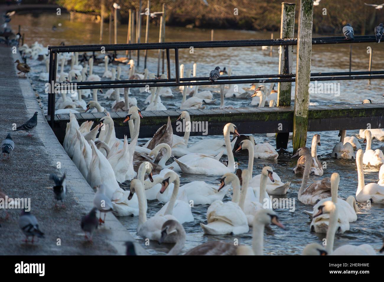 Windsor, Berkshire, UK. 12th January, 2022. Following the recent tragic