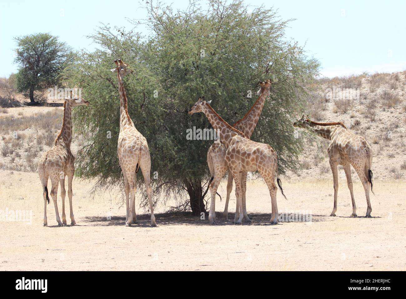 Group of giraffe eating from a tree in the Kgalagadi Stock Photo