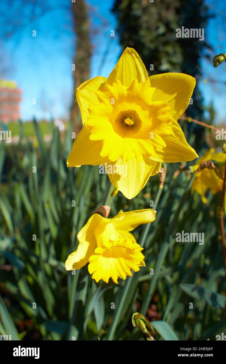 Blooming Flowers of yellow Narcissus. Blooming Daffodil and Leaves in Natural Environment. Stock Photo