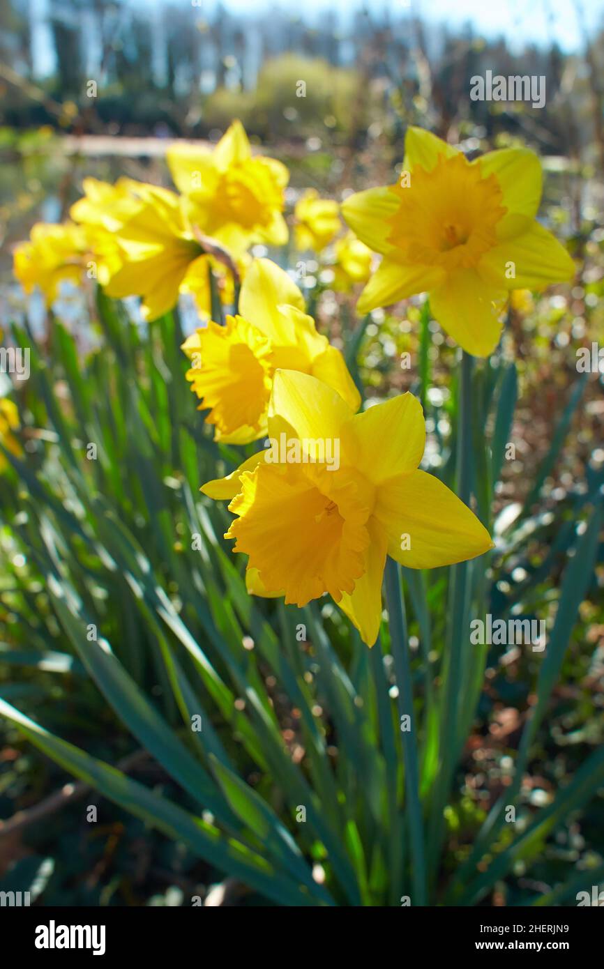 Blooming Flowers of yellow Narcissus. Blooming Daffodil and Leaves in Natural Environment. Stock Photo