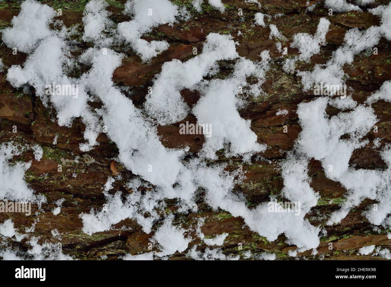 Pine bark covered with snow, close-up. Beautiful winter landscape Stock ...
