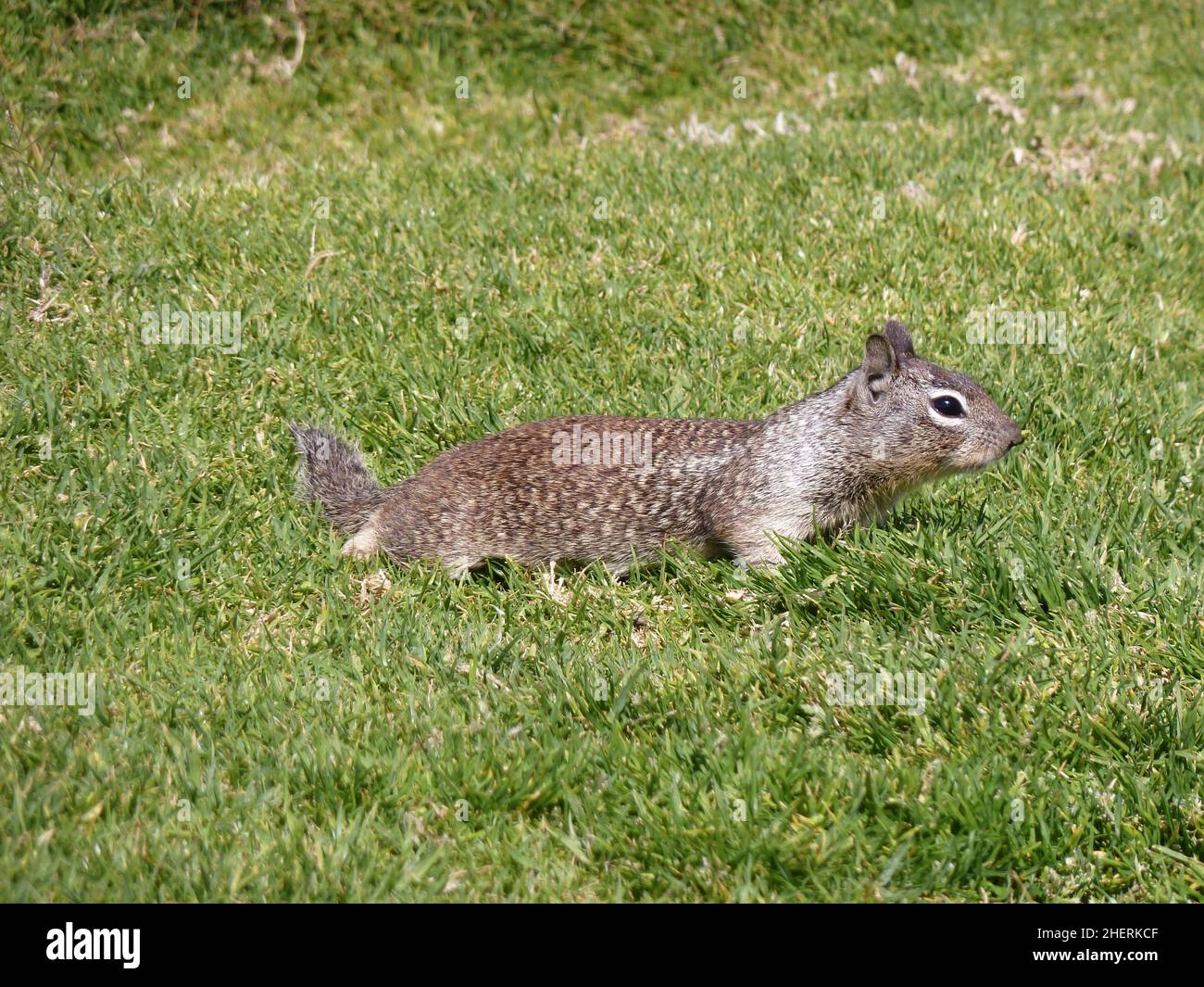 curious squirrel watching for food at the green grass Stock Photo