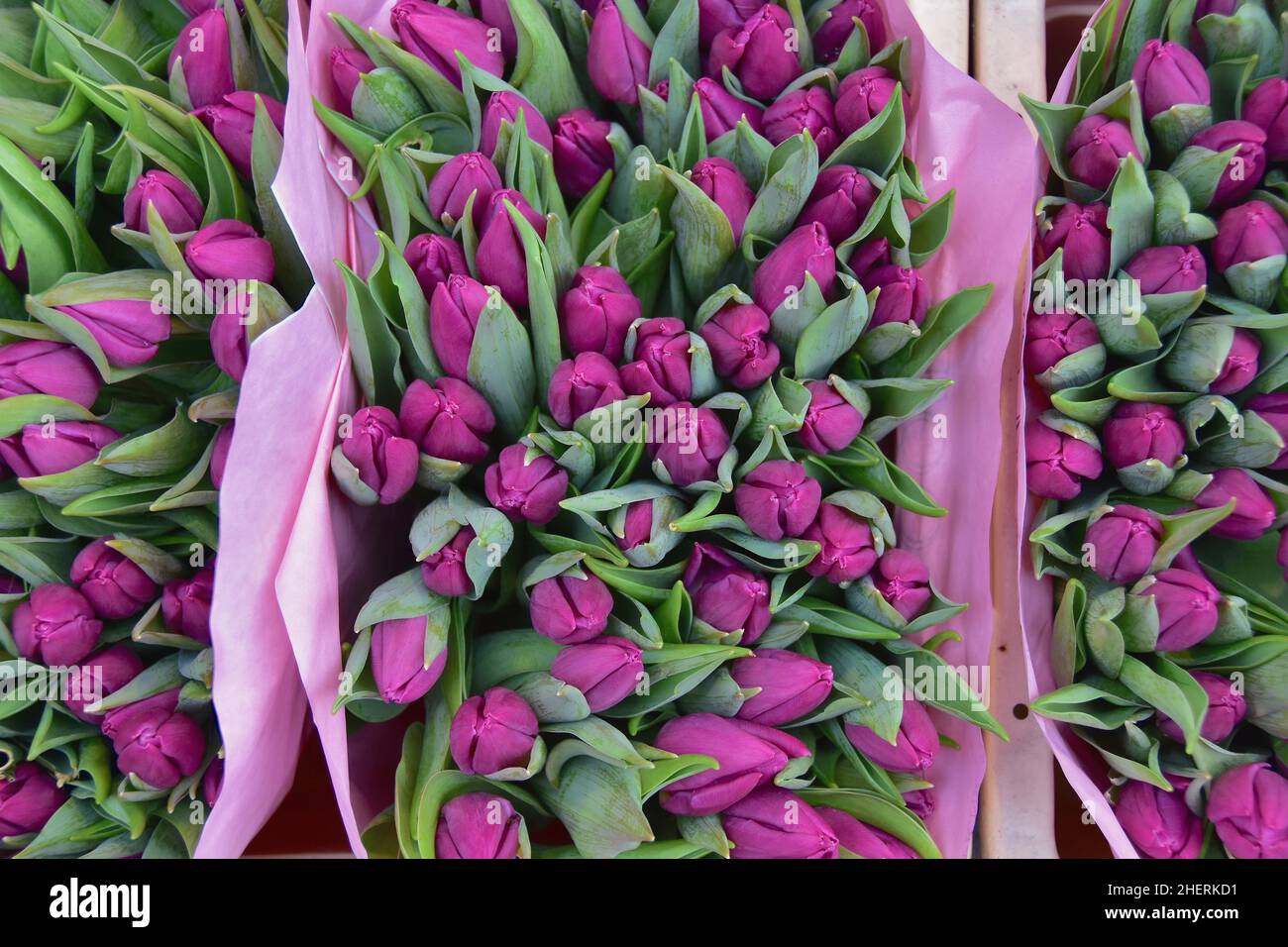 Purple tulips at flower market in Amsterdam, Holland Stock Photo