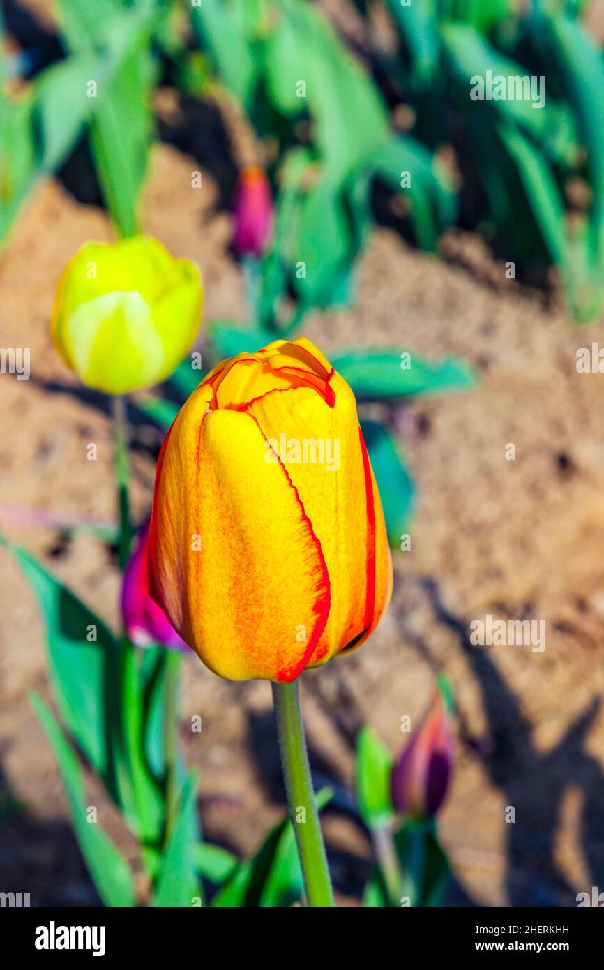 Spring field with blooming colorful tulips Stock Photo - Alamy
