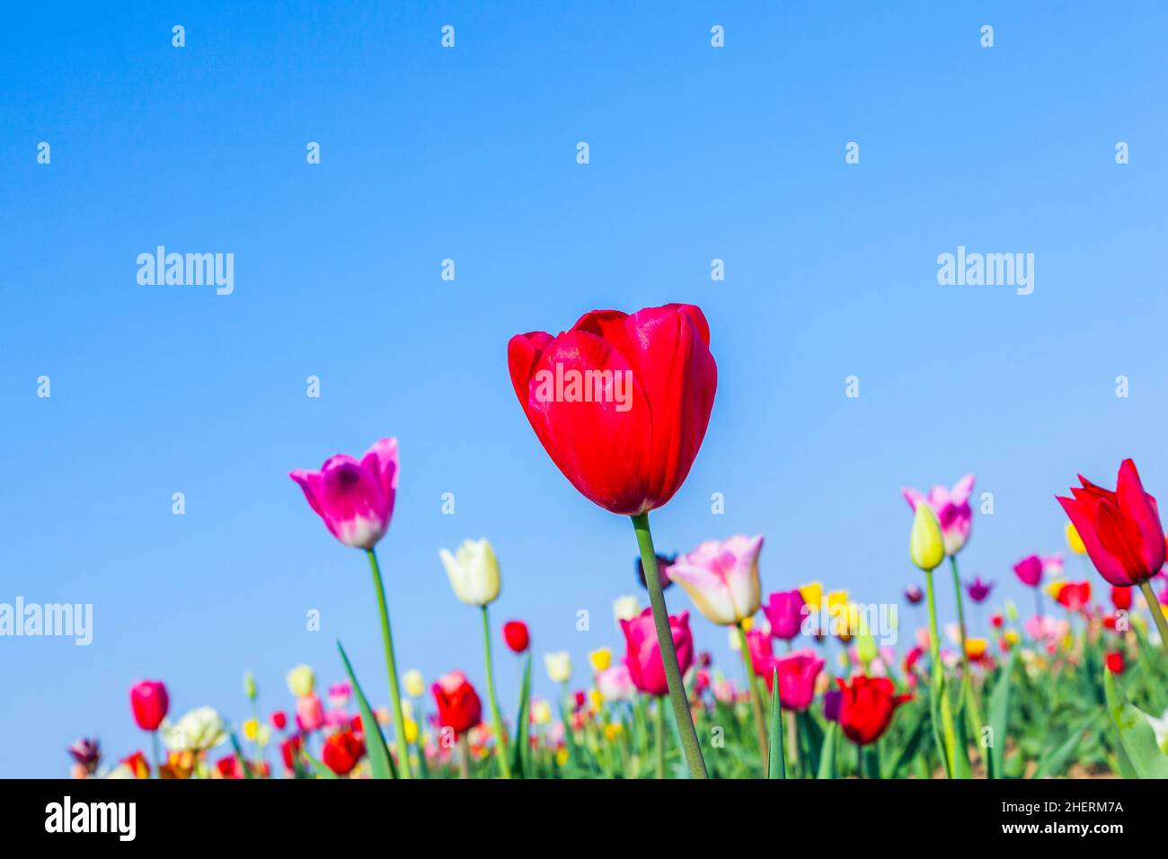 Spring field with blooming colorful tulips Stock Photo - Alamy