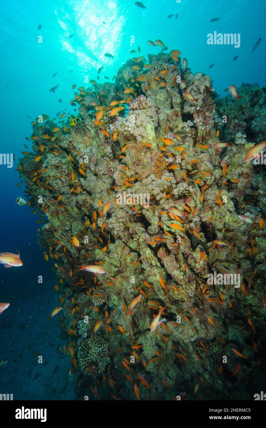 Shoal of sea goldie (Pseudanthias squamipinnis) swims over dead coral block of dead stony corals (Scleractinia) due to rising temperature of seawater Stock Photo