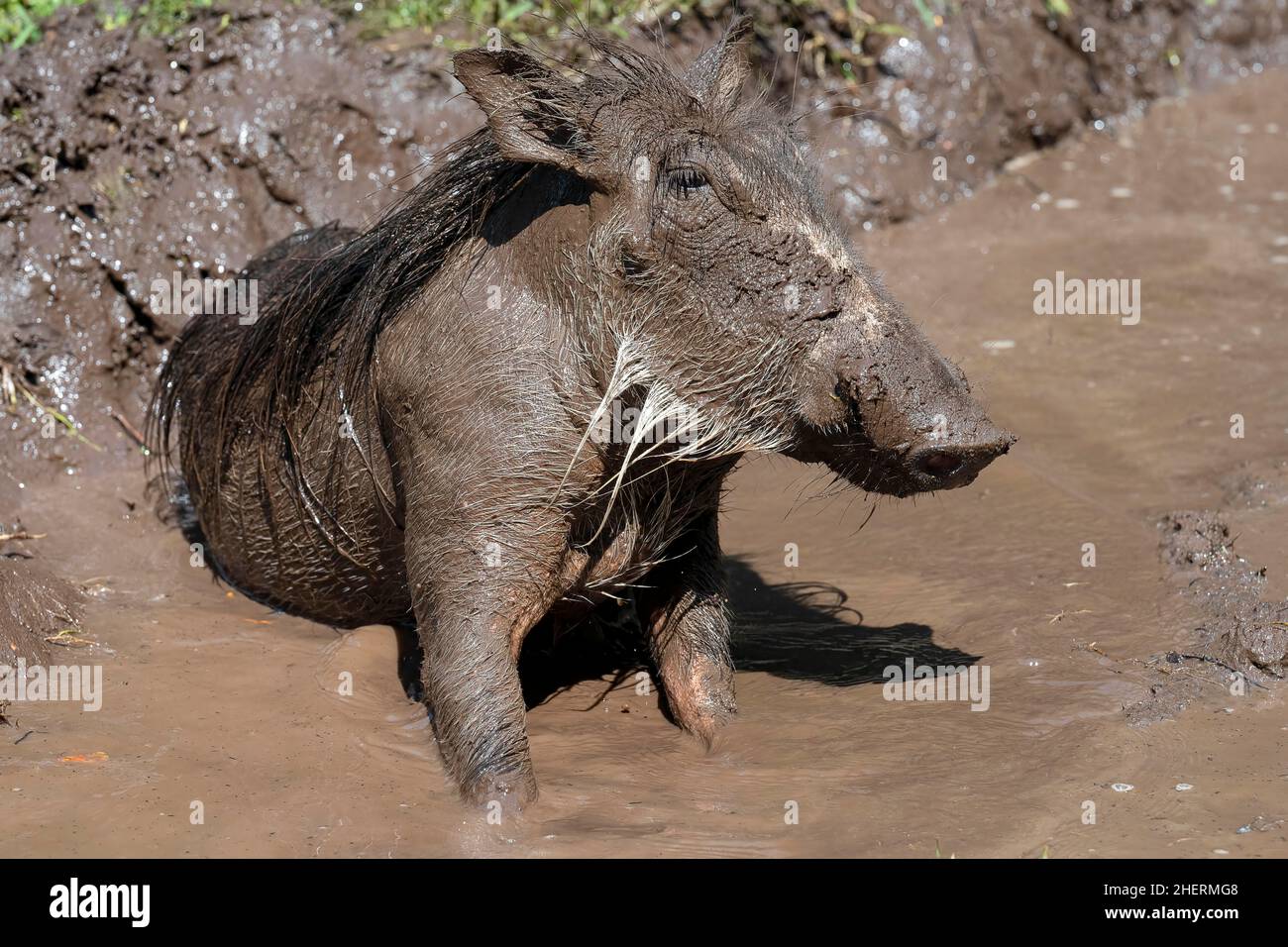 Common warthog (Phacochoerus africanus), taking a mud bath, Kasane, Botswana Stock Photo