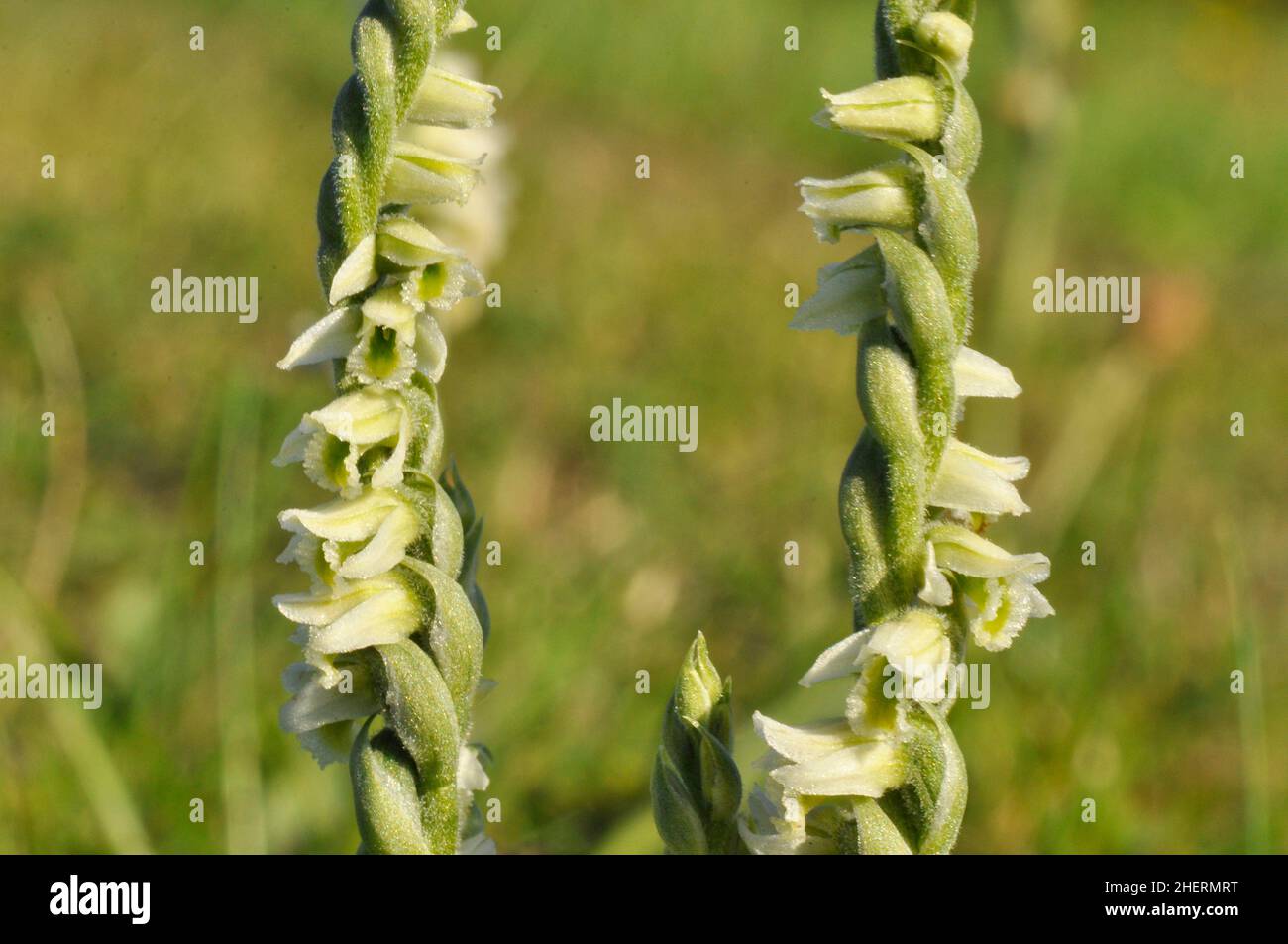 Autumn ladies Tresses Orchid,' Spiranthes spiralis' grows on calcareous soil on walls, chalk ,limestone and dunes.August and September. Growing on Har Stock Photo