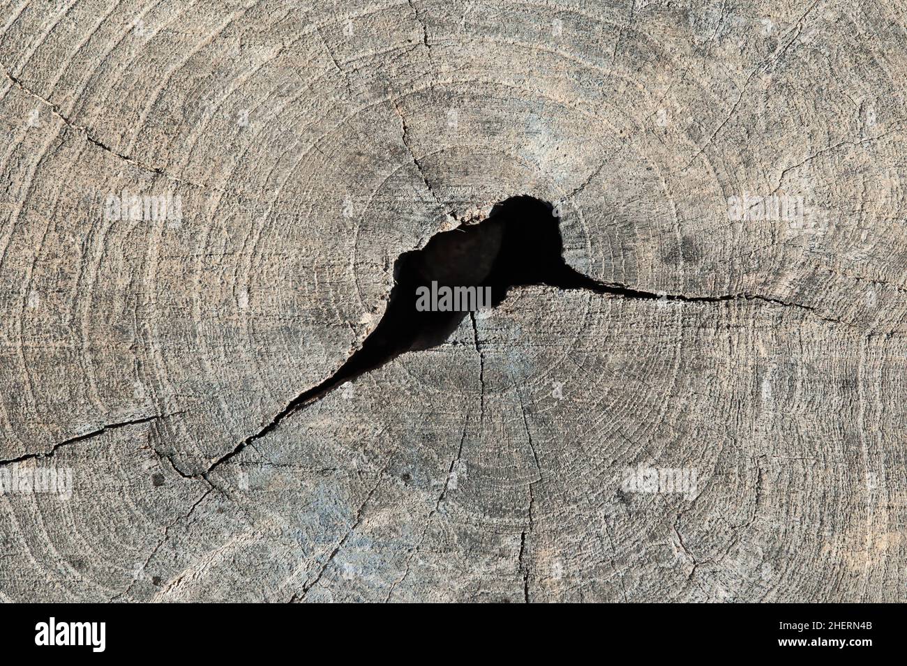 Close up and macro shot of old tree stump texture. Abstract background Stock Photo