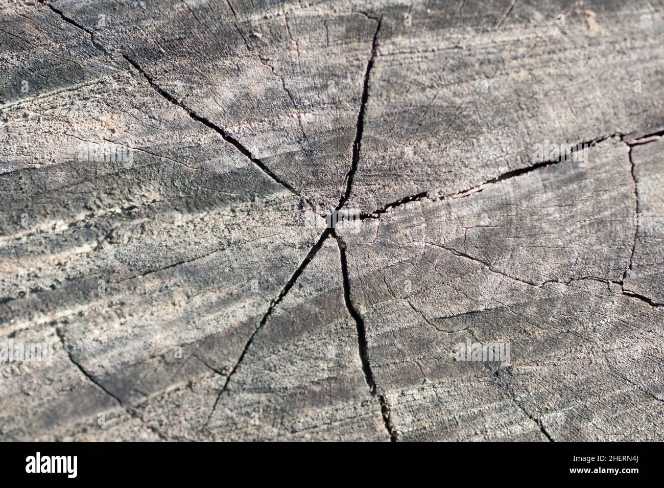Close up and macro shot of old tree stump texture. Abstract background Stock Photo