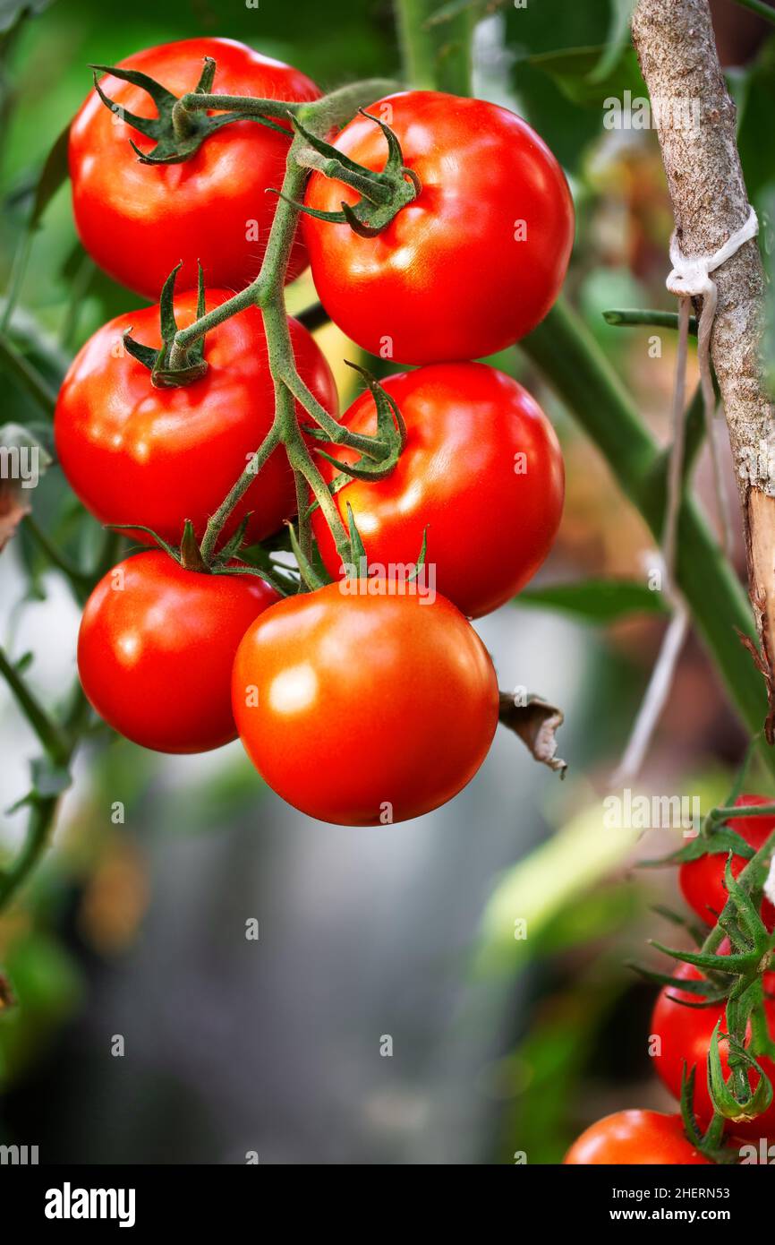 Beautiful red ripe tomato in organic greenhouse Stock Photo - Alamy