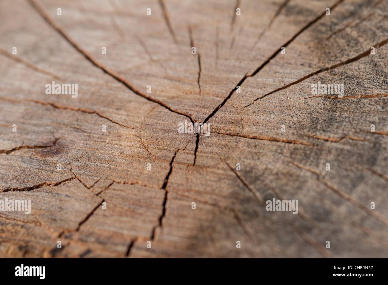 Close up and macro shot of old tree stump texture. Abstract background Stock Photo