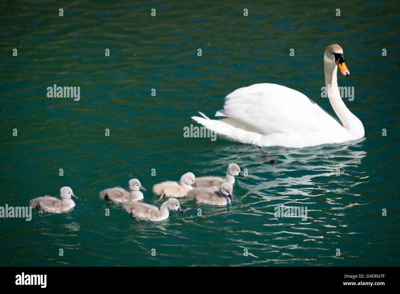 mother swan swims with her babies on lake water in spring Stock Photo