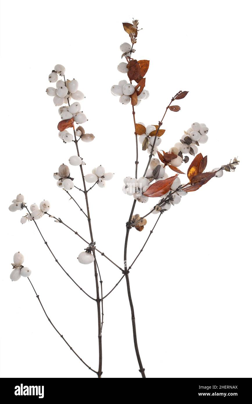 White fruits of the snowberry (Symphoricarpos) on a white background, studio photo, Bavaria, Germany Stock Photo