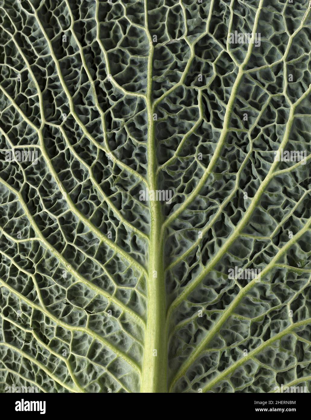 Leaf structure of a vegetable cabbage (Brassica oleracea var. sabauda), studio photo, Bavaria, Germany Stock Photo