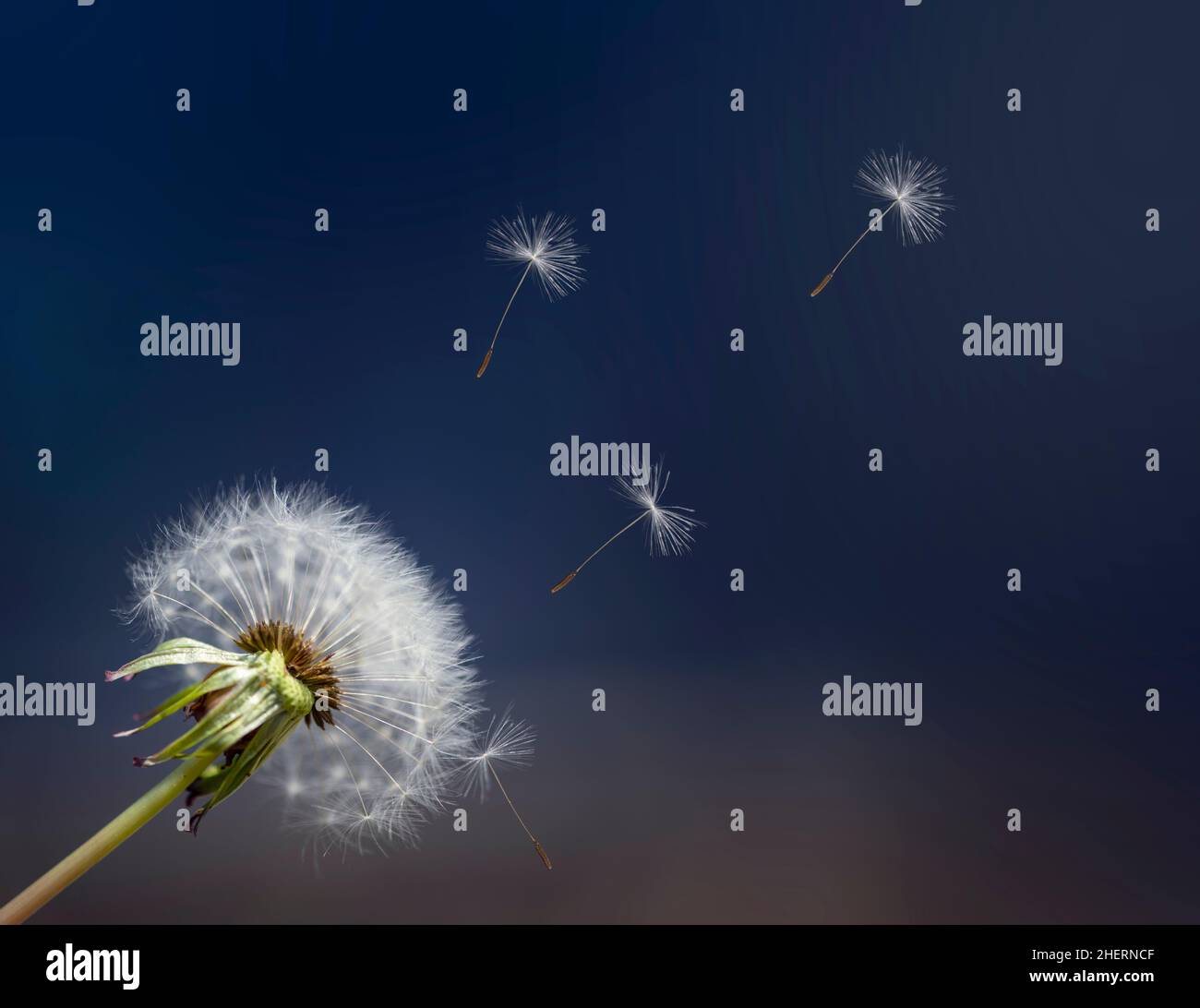 dandelion blowball flower with flying umbrella seeds on blue background Stock Photo