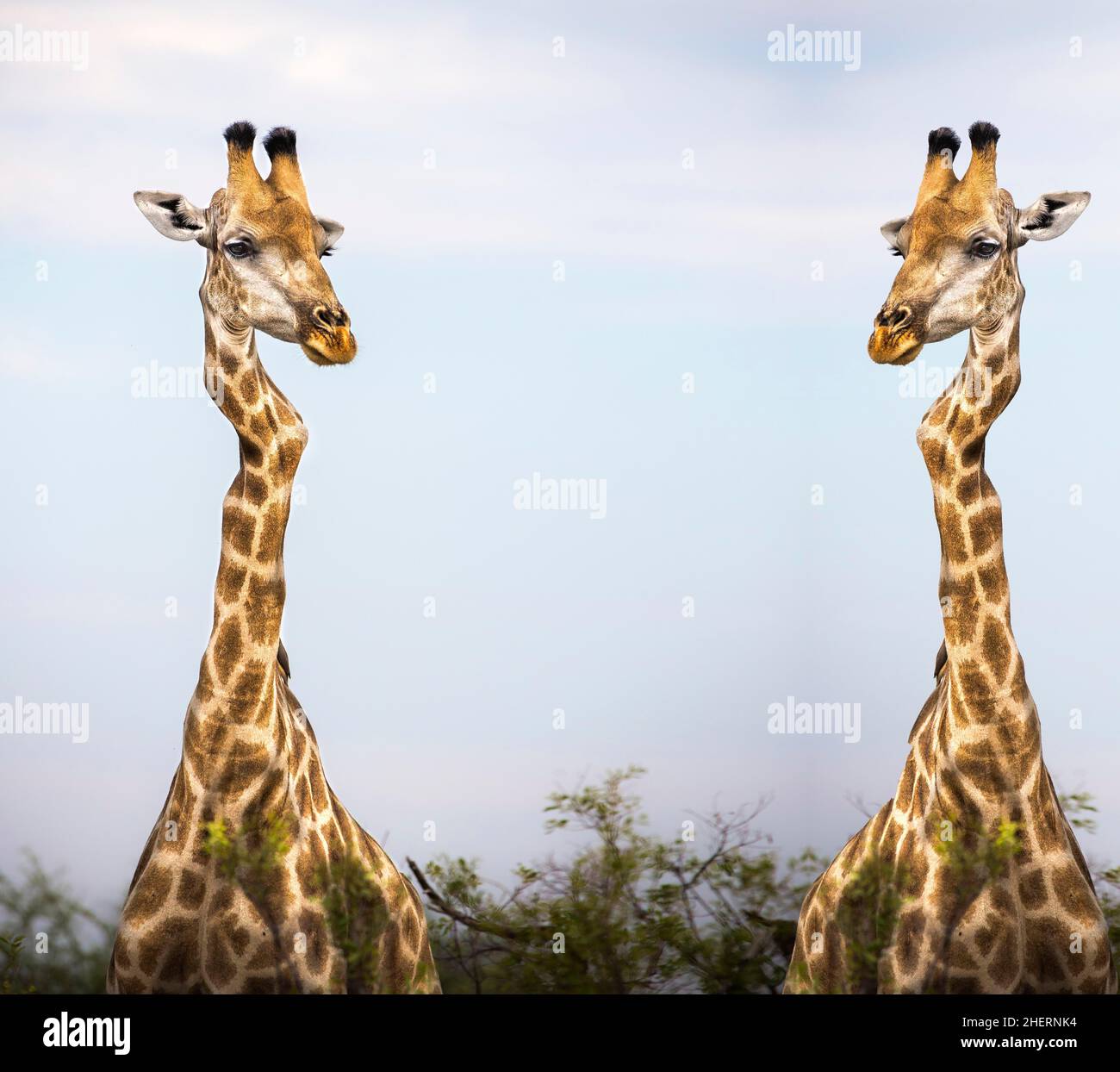 Head shot two giraffes hi-res stock photography and images - Alamy
