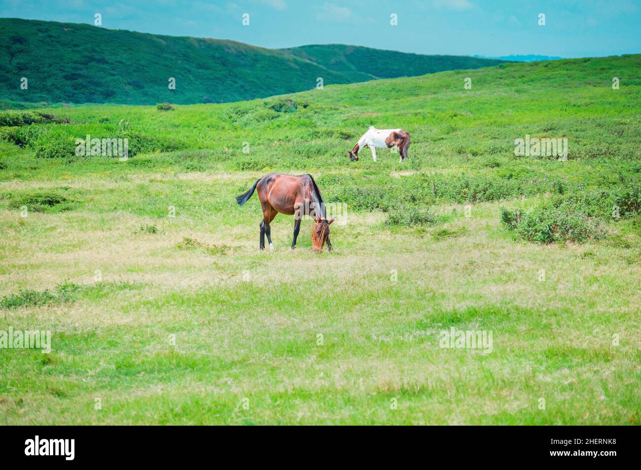 Horses in the green field eating herbs with mountains in the background