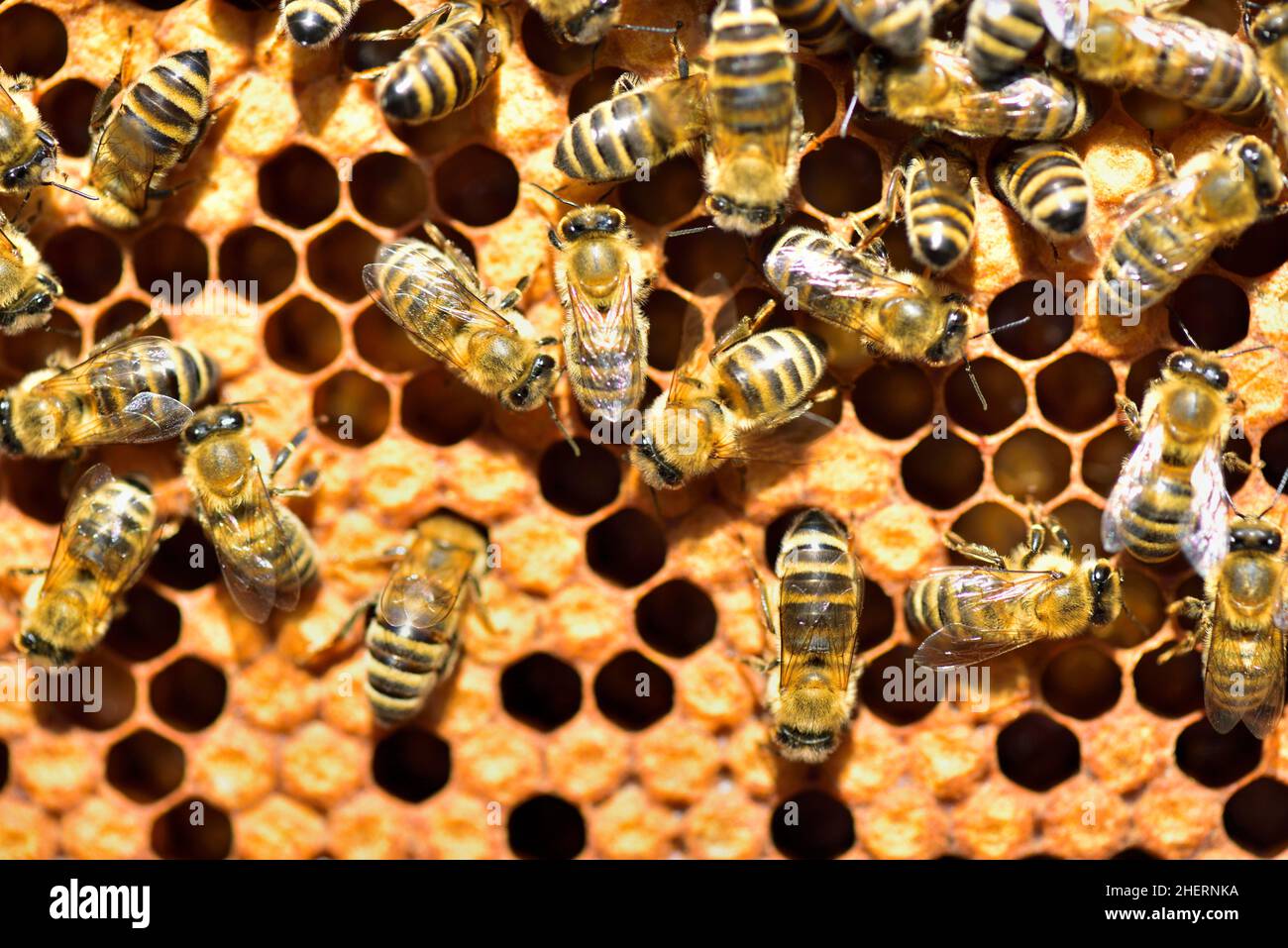Workers of the honey bee (Apis mellifera var. carnica) on honeycomb with capped brood cells, Bavaria, Germany Stock Photo
