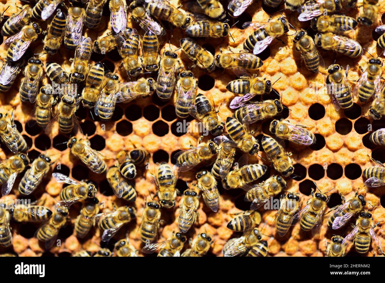 Workers of the honey bee (Apis mellifera var. carnica) on honeycomb with capped brood cells, Bavaria, Germany Stock Photo