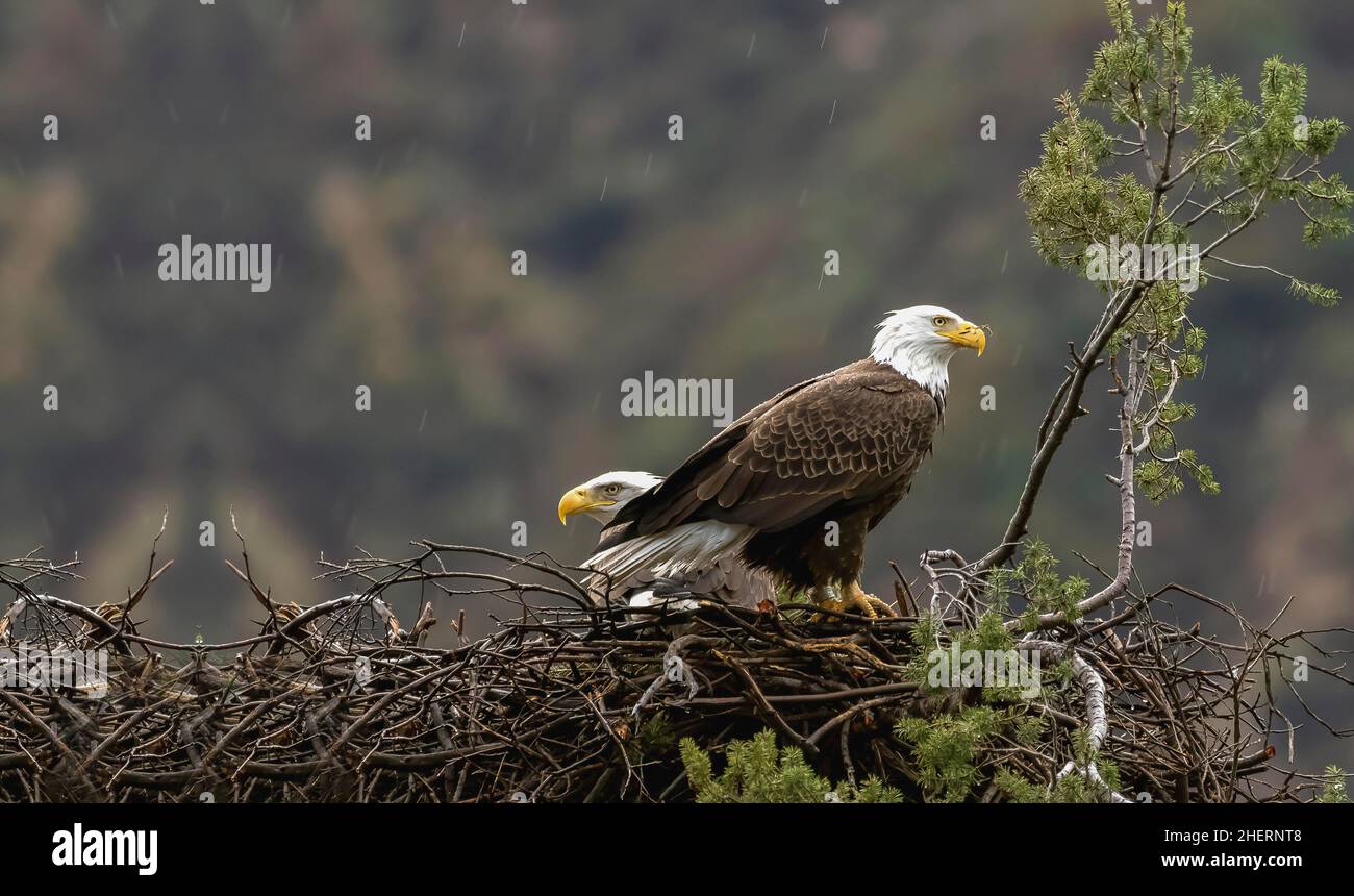 American Bald Eagle in its nest, two American Bald Eagles in its nest Stock Photo Alamy