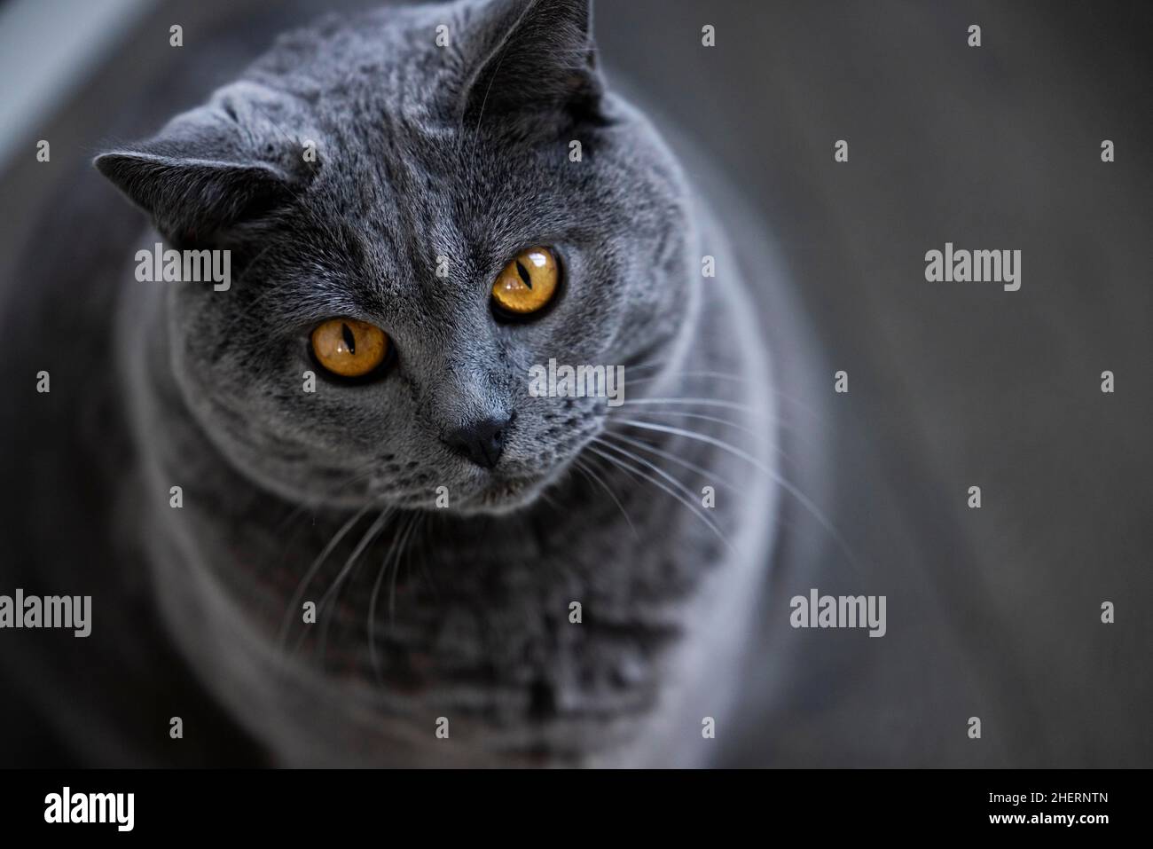 German grey cat sales