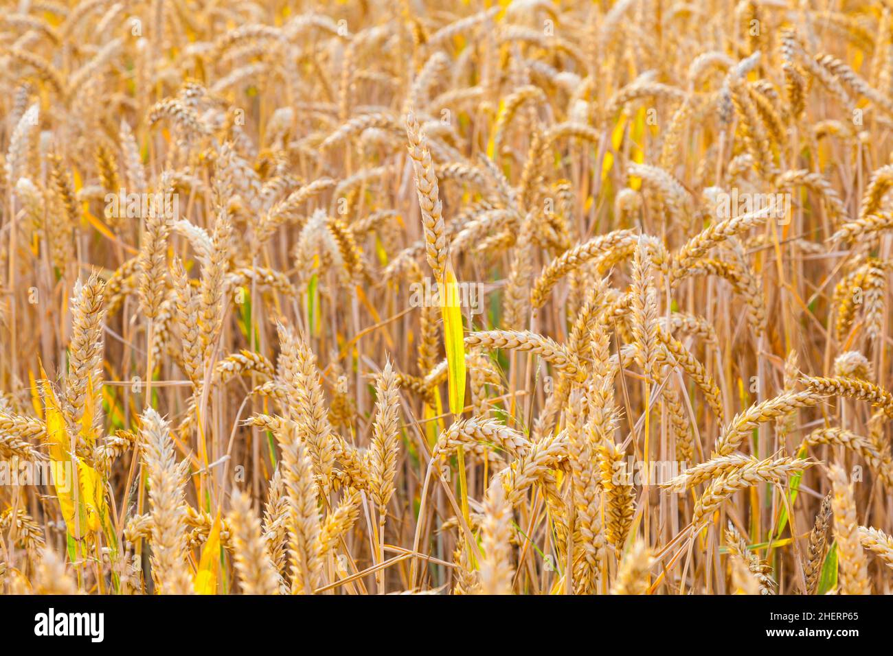 background of ripe corn field in golden colors Stock Photo - Alamy