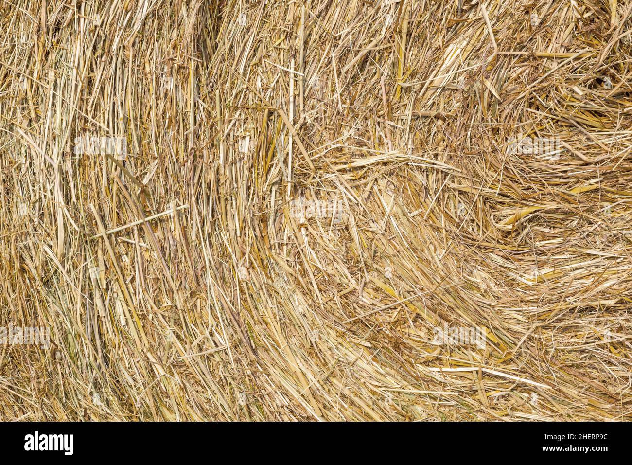 detail of bale of straw in golden color Stock Photo - Alamy