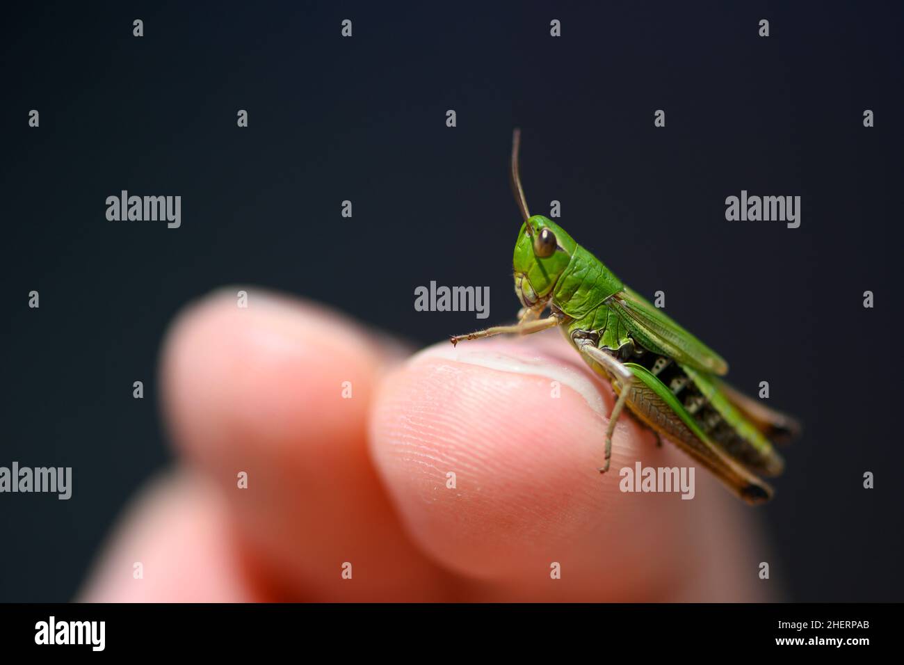 small green baby grasshopper suborder Caelifera sitting on finger Stock Photo
