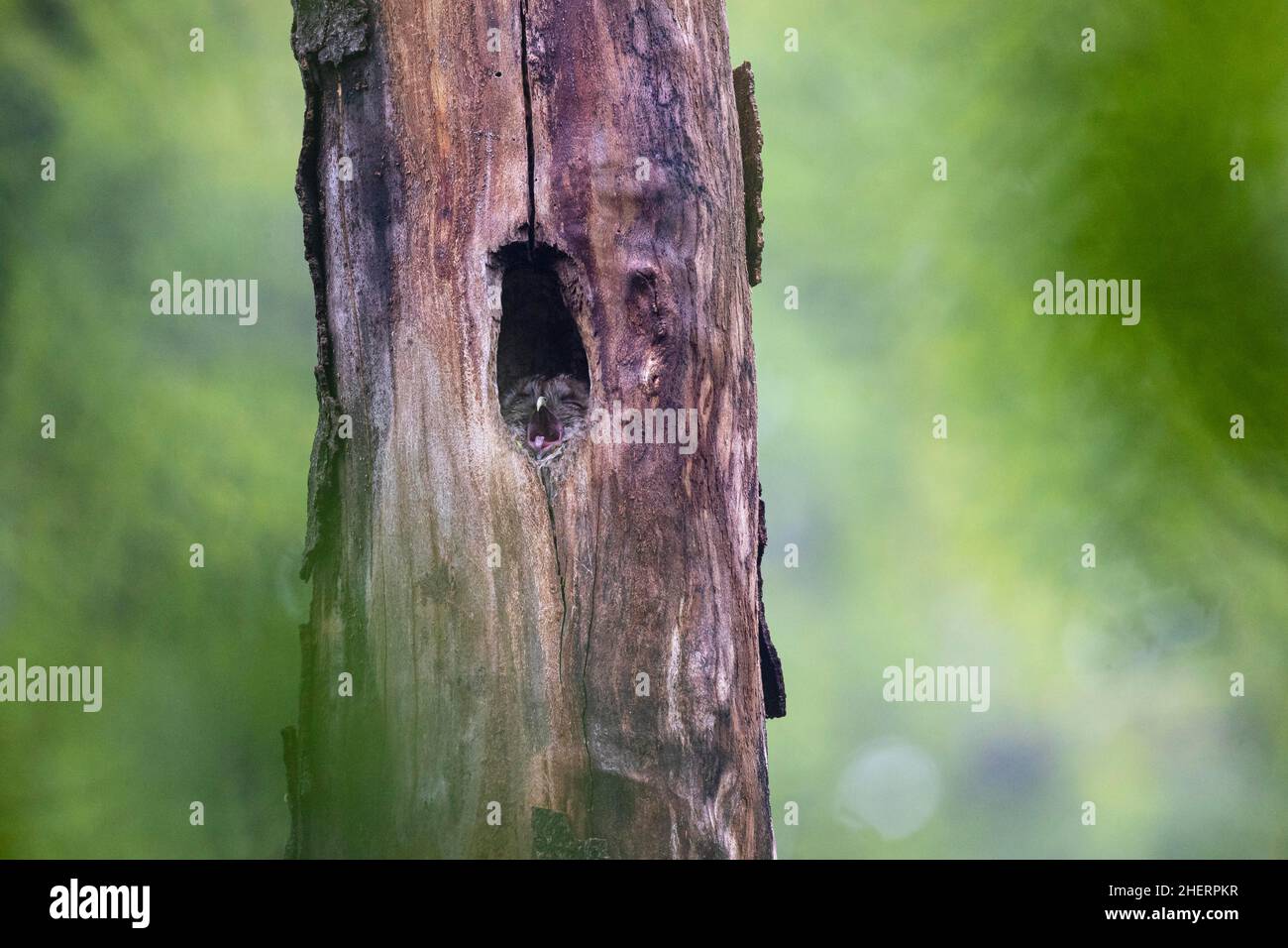 Tawny owl (Strix aluco), adult yawning in its sleeping cave, Frankfurt, Hesse. Germany Stock Photo