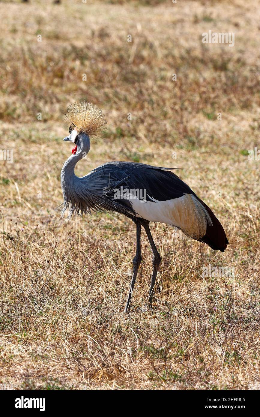 Grey Crowned Crane, walking, side view, stiff golden feathers on head, white, Balearica regulorum, tall elegant bird, wildlife, Crested crane, Ngorong Stock Photo