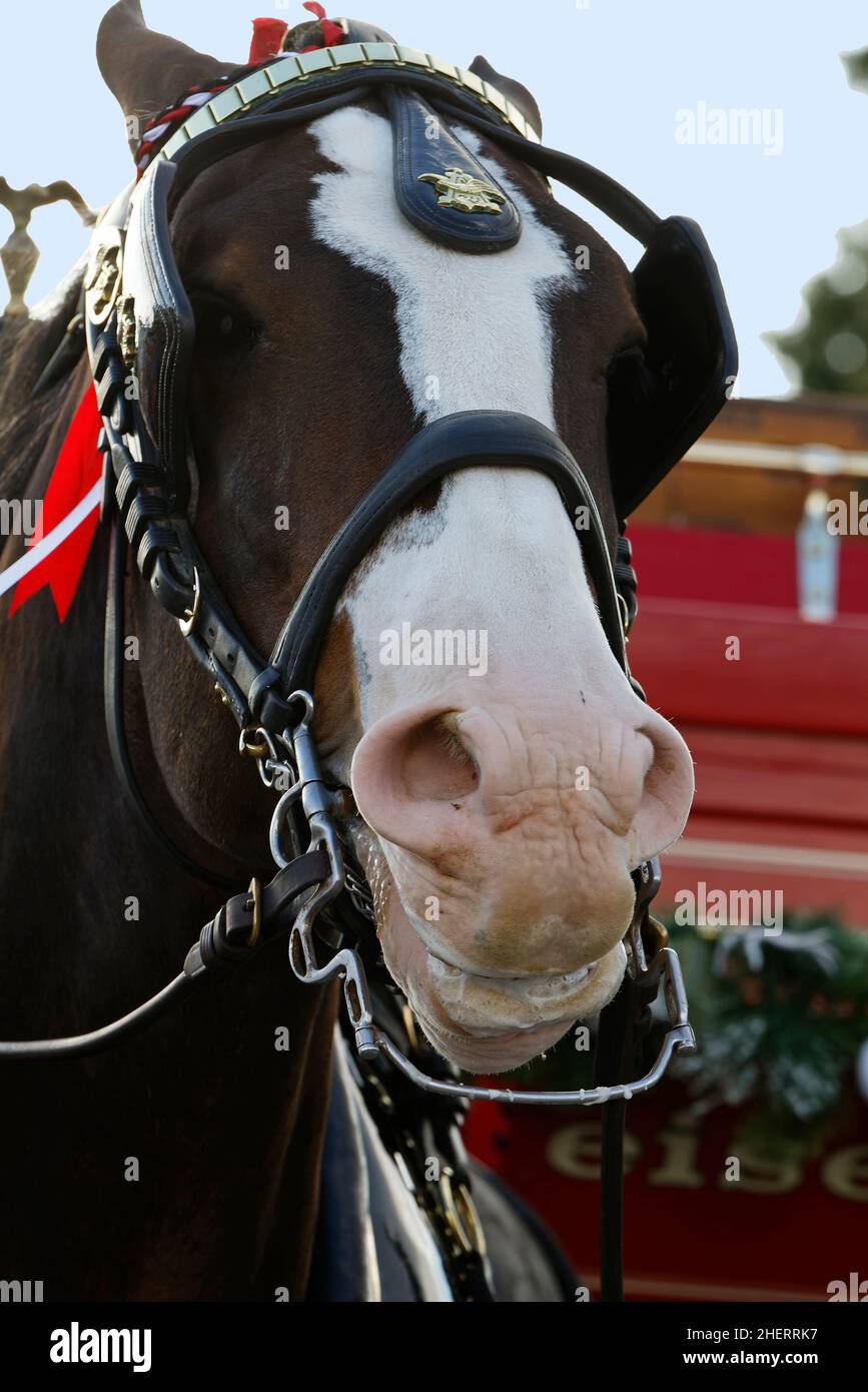 Clydesdale horse head hires stock photography and images Alamy