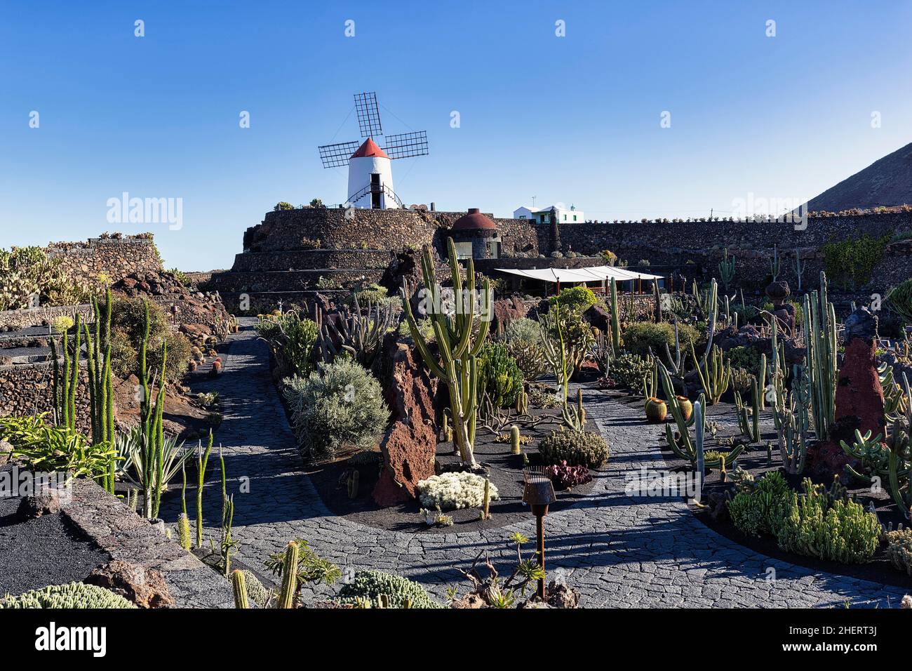 Jardin de Cactus, cacti and succulent garden with windmill, artist Cesar Manrique, Guatiza, Teguise, Lanzarote, Spain Stock Photo