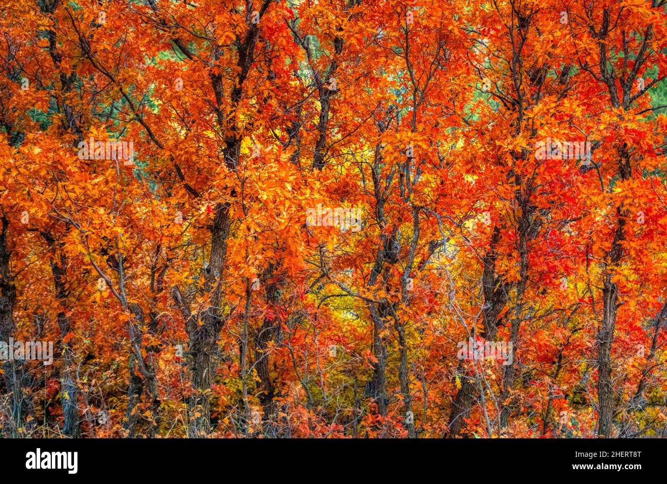 Red Oak in Autumn Stock Photo Alamy