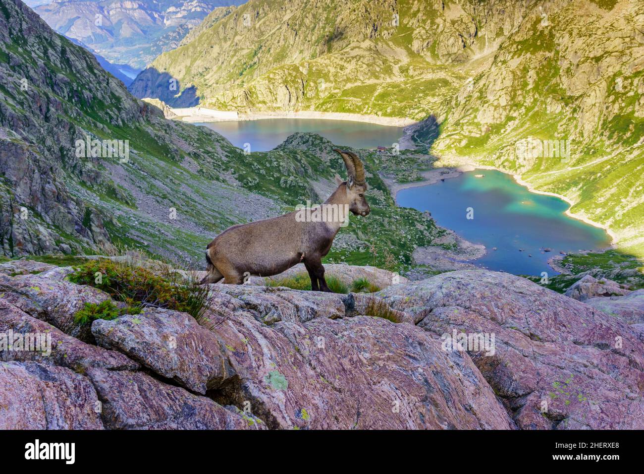 Capra Ibex in a wild environment, near the Broca Lakes, Alpes Maritimes (Italy) Stock Photo