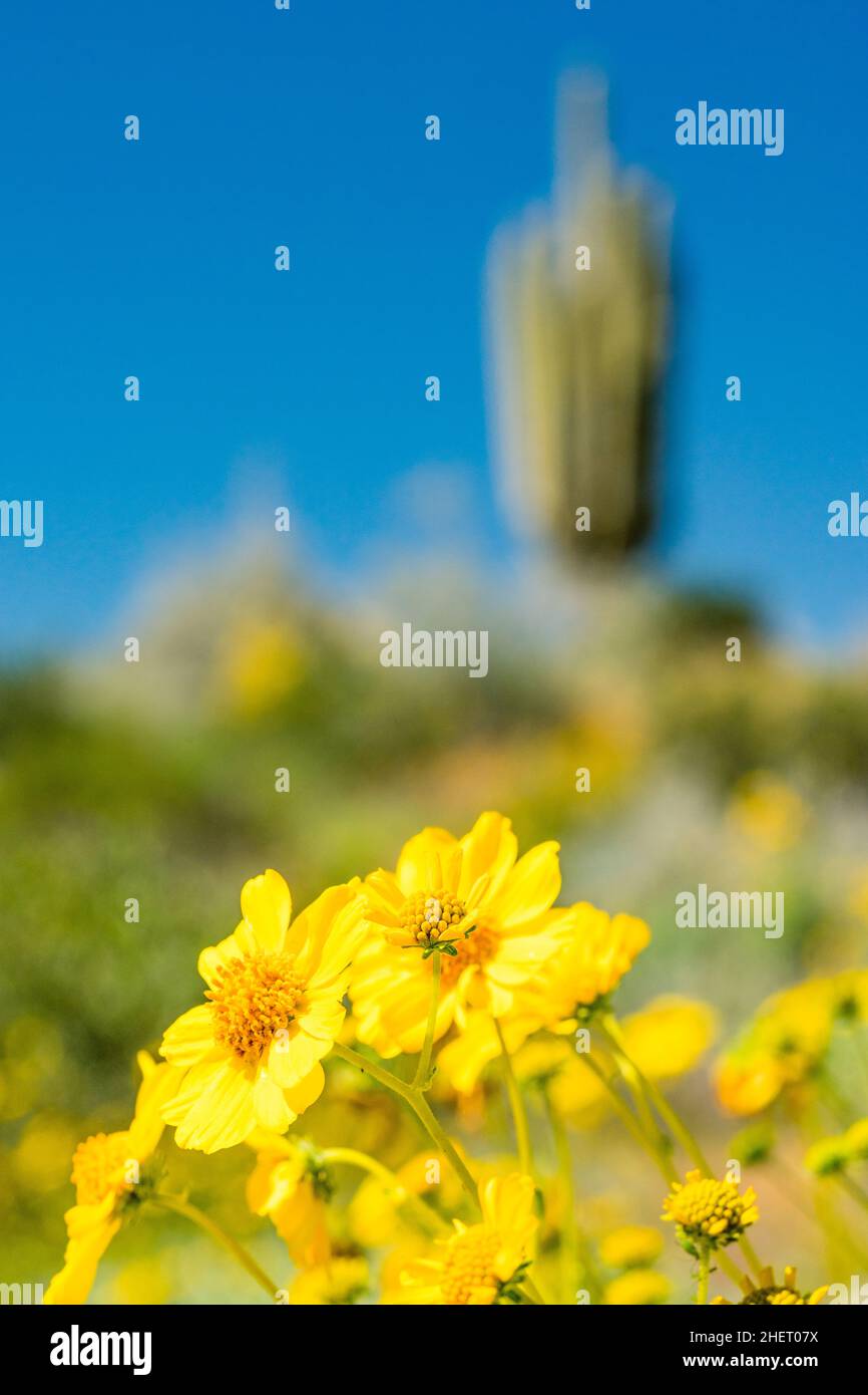 Yellow Brittlebush flowers in foreground with blurred saguaro in background near Bartlett Lake in Tonto National Forrest north east of Phoenix, AZ Stock Photo