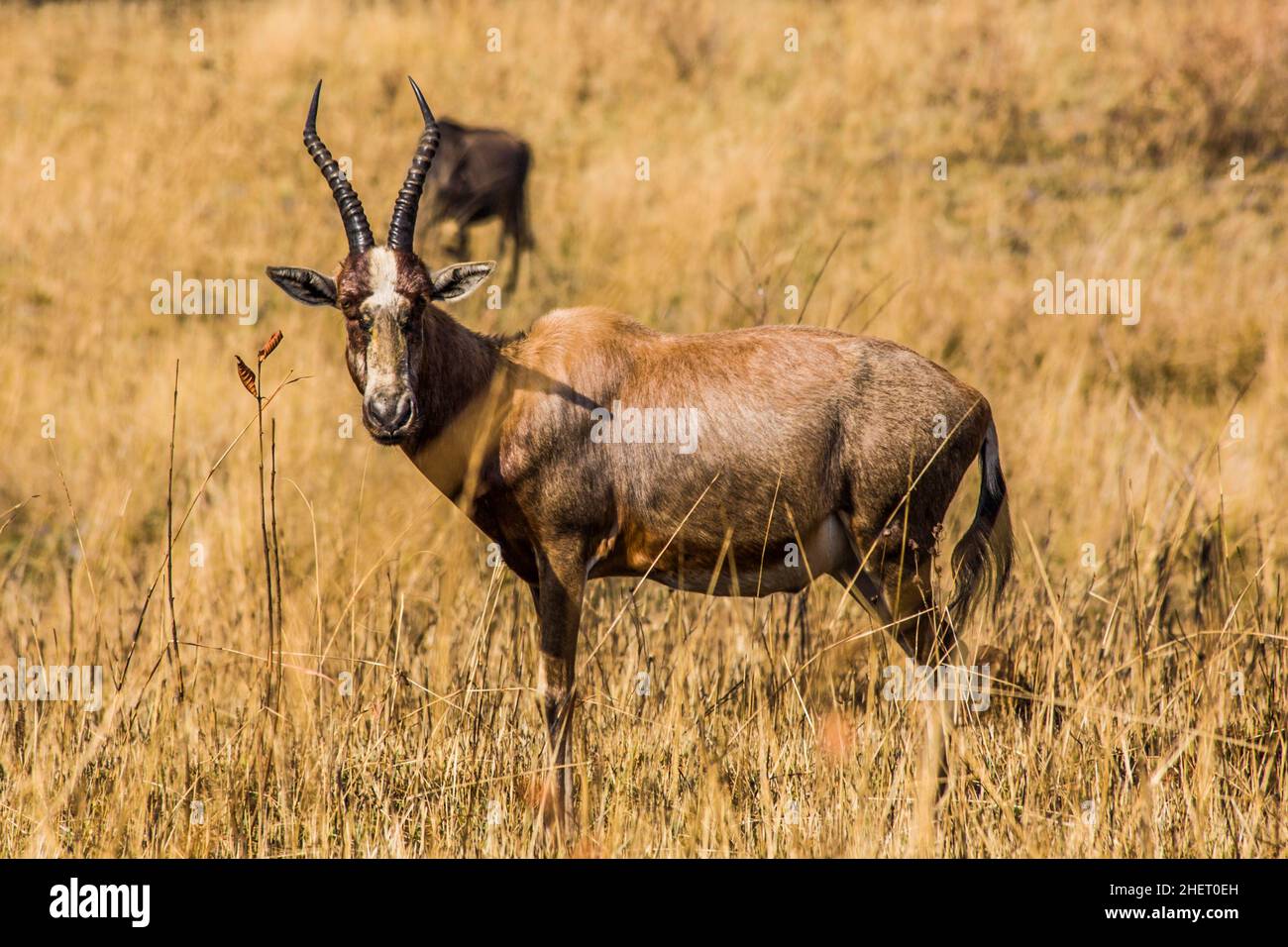Blessbock hi-res stock photography and images - Alamy