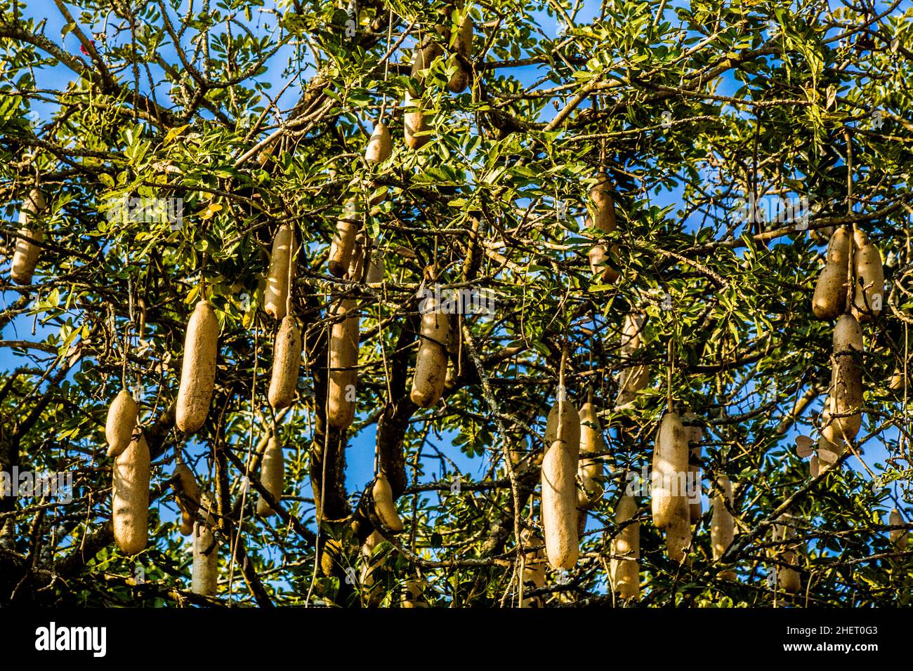 Kigelia Africana - the sausage tree - Kruger2Canyon
