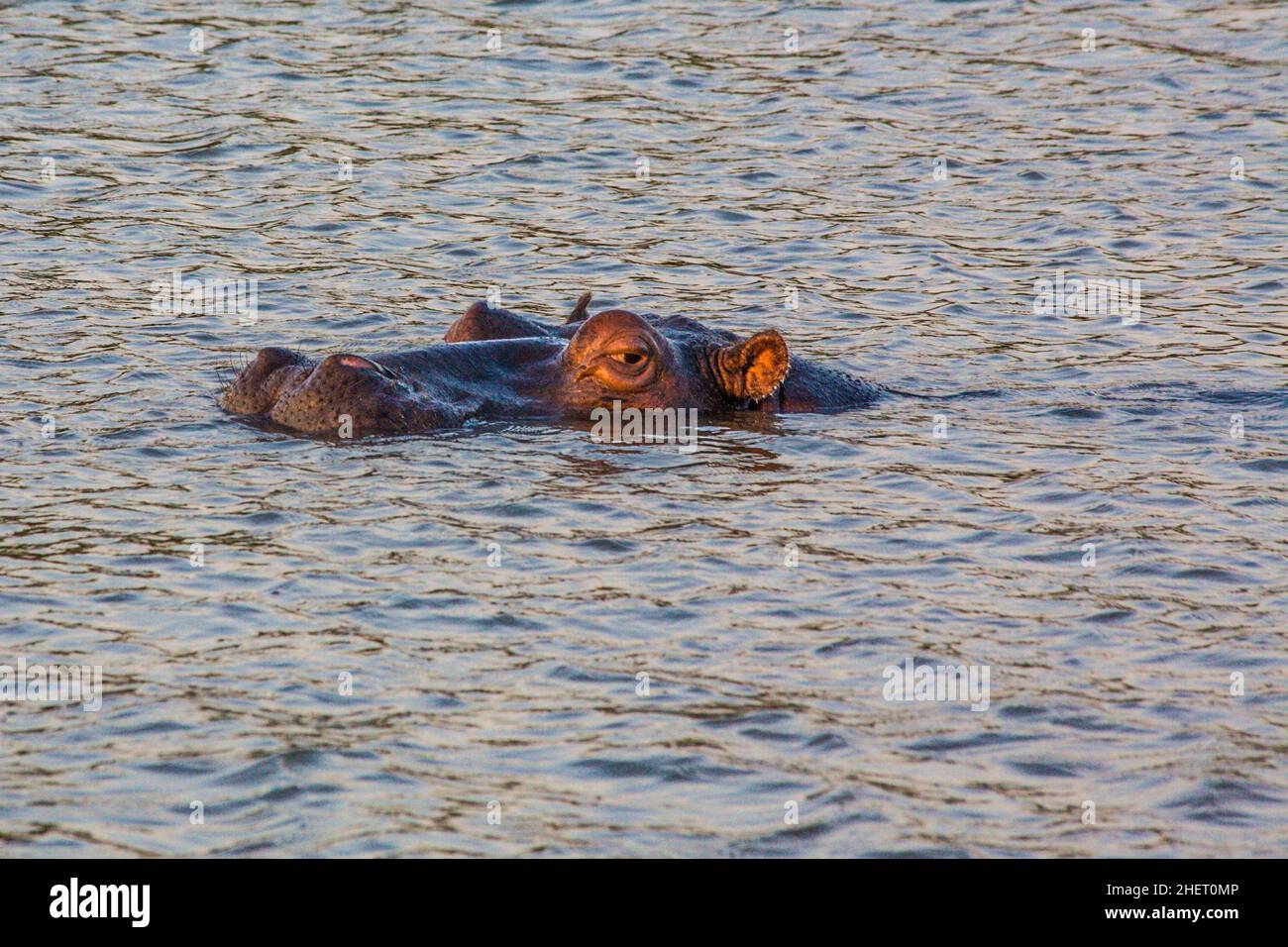 Hippo in the evening light, Lake St. Lucia, iSimangaliso Wetland Park, South Africa Stock Photo