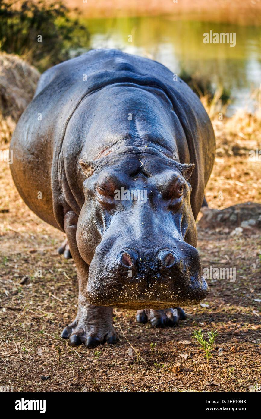 Hippo feeding, Hippo Lodge at Mlilwane Wildlife Sanctuary, Swaziland