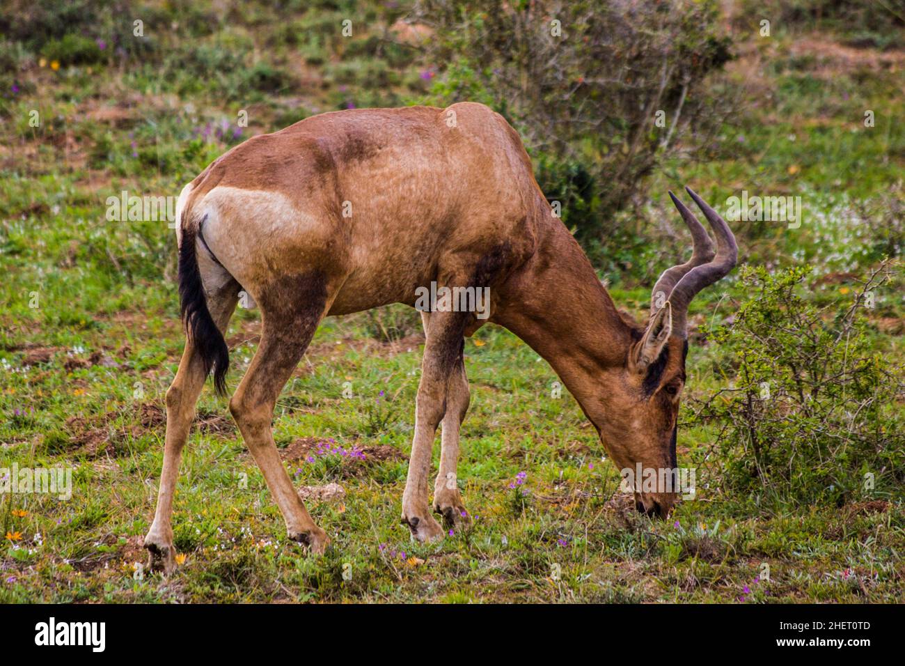 Hartebeest (Alcelaphus), Addo Elephant National Park with over 600 elephants, South Africa Stock Photo