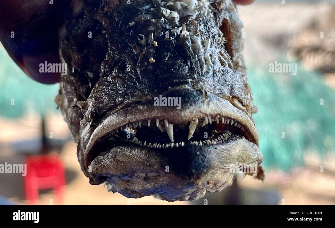 Curvina fish, fried sea bass in a fish and seafood restaurant on Kino bay beach, Sonora. (Photo