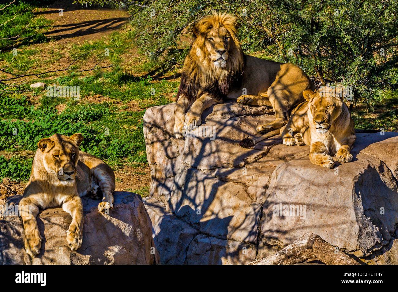 Lions (Panthera leo), Cango Wildlife Ranch, Oudtshoorn, South Africa ...