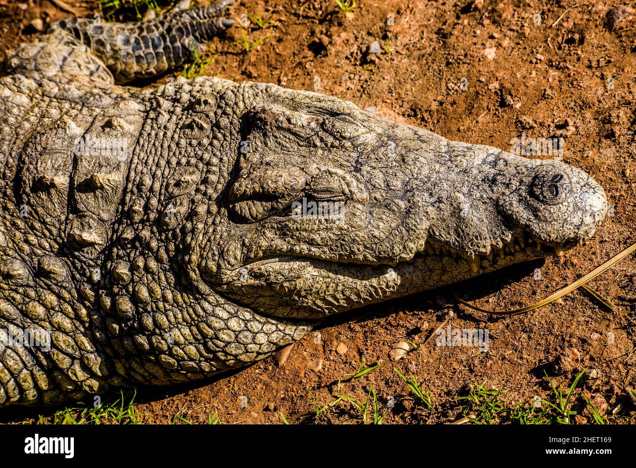 Crocodile (Crocodylia), Cango Wildlife Ranch, Oudtshoorn, South Africa
